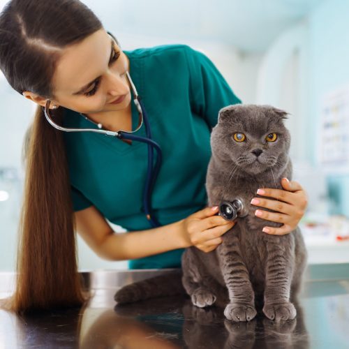 Woman veterinarian examining cat on table in veterinary clinic. medicine treatment of pets.